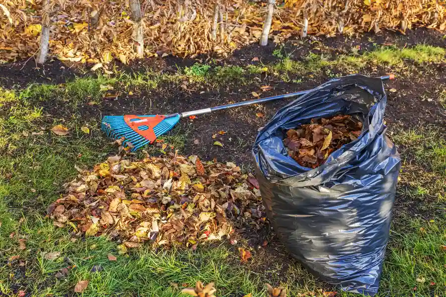 Expert Yard Cleanup Aurora, IL Expert Yard Cleanup Aurora, IL