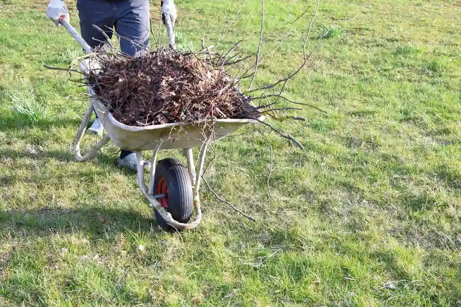 How Yard Cleanup Helps Prevent Pest Infestations And Diseases Aurora, IL