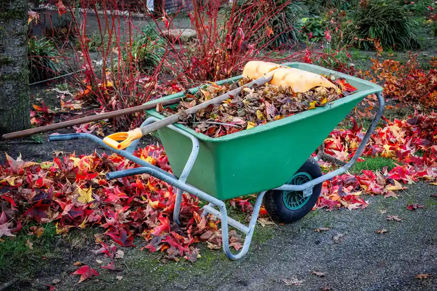 How Yard Cleanup Improves The Health Of Your Landscape Aurora, IL How Yard Cleanup Improves The Health Of Your Landscape Aurora, IL