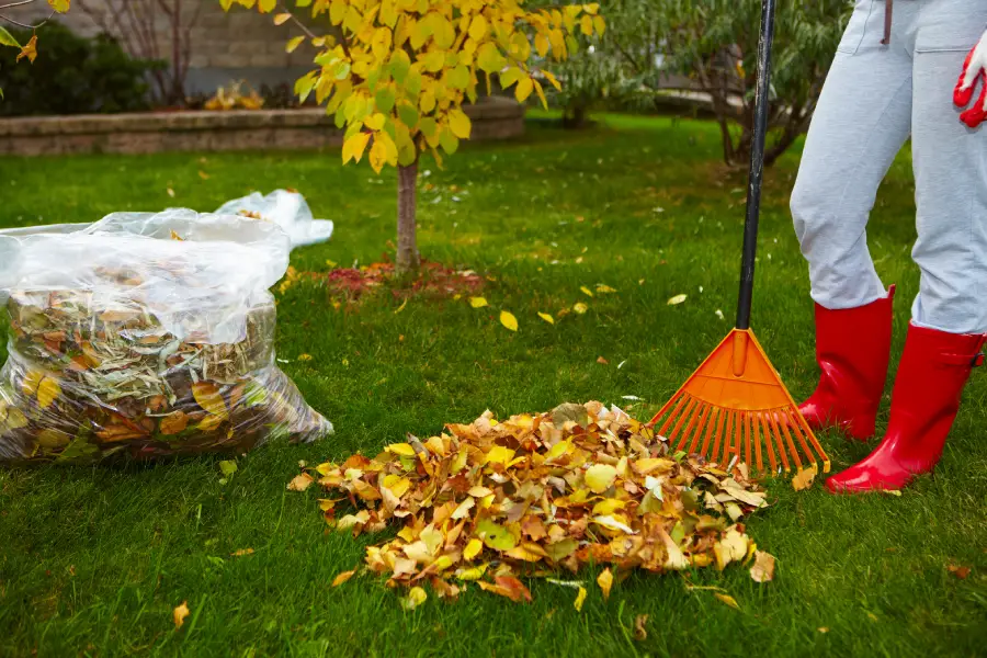 Reliable Yard Cleanup Aurora, IL Reliable Yard Cleanup Aurora, IL