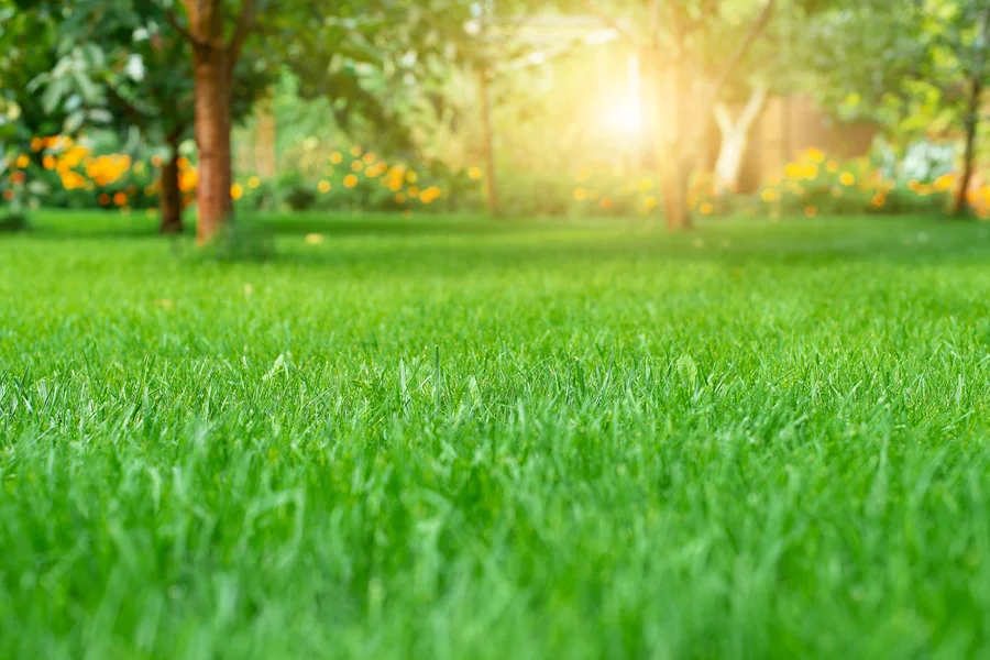 The Importance Of Aeration In Professional Lawn Care Aurora, IL The Importance Of Aeration In Professional Lawn Care Aurora, IL
